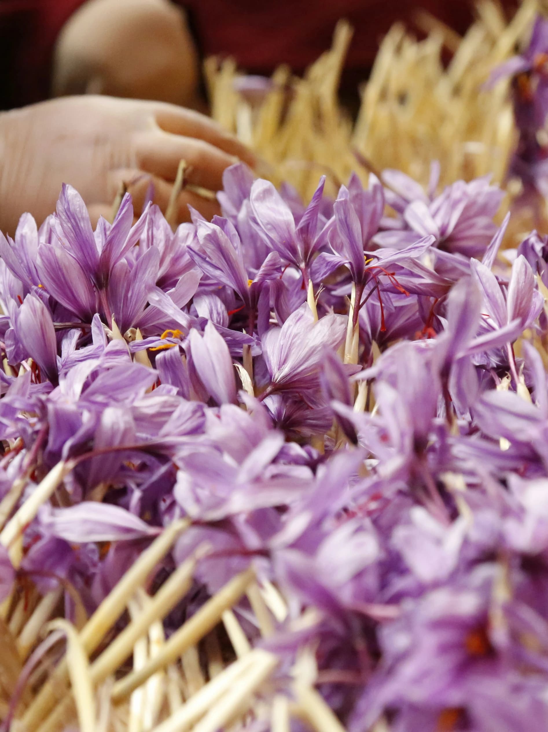 Hands sorting freshly harvested saffron flowers in Herat
