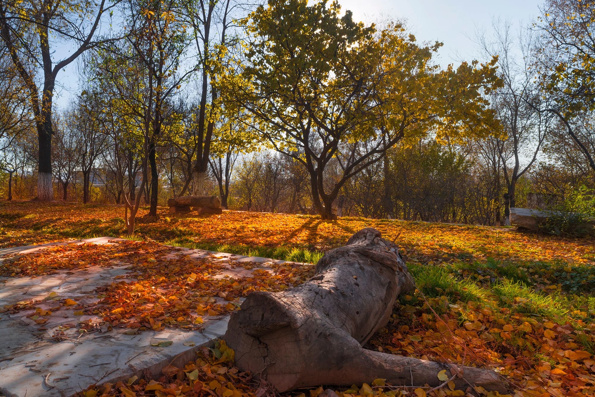 Autumn trees and paths in the Gardens of Babur in Kabul