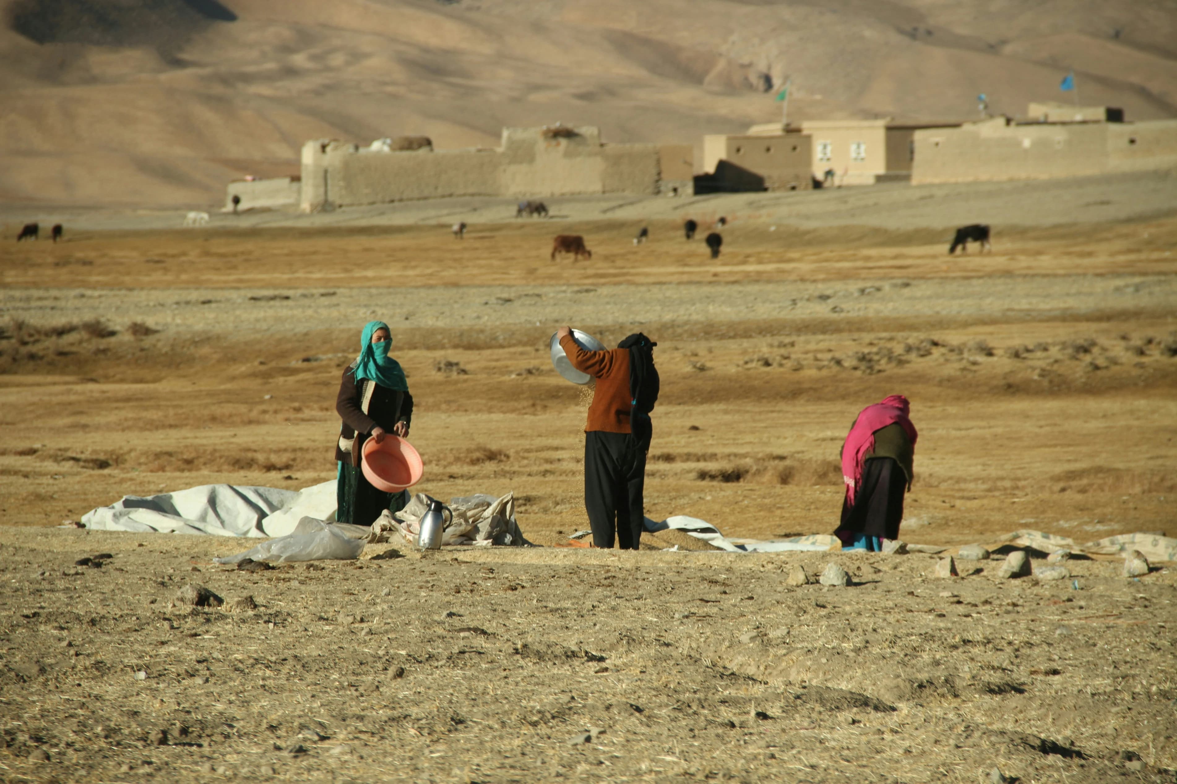Women working in the rural landscape of Bamyan