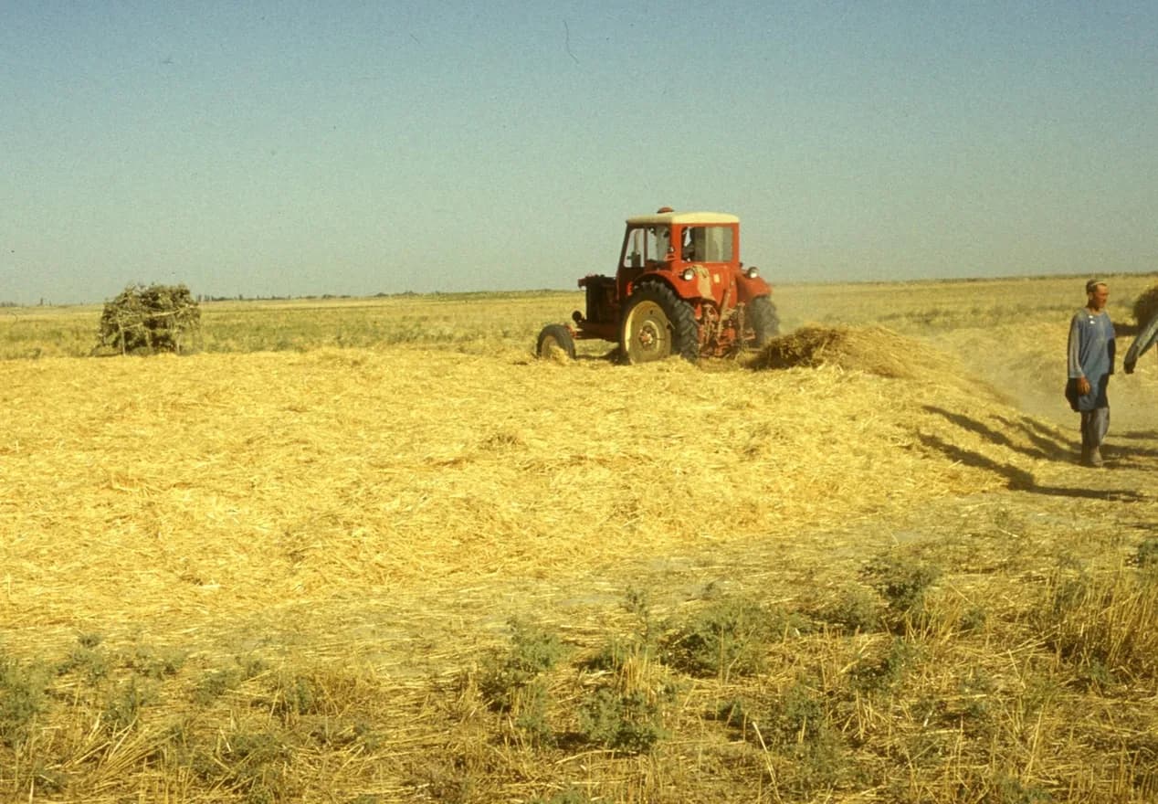 Wheat being threshed on the open plain at Daulatabad, Balkh, in 1976