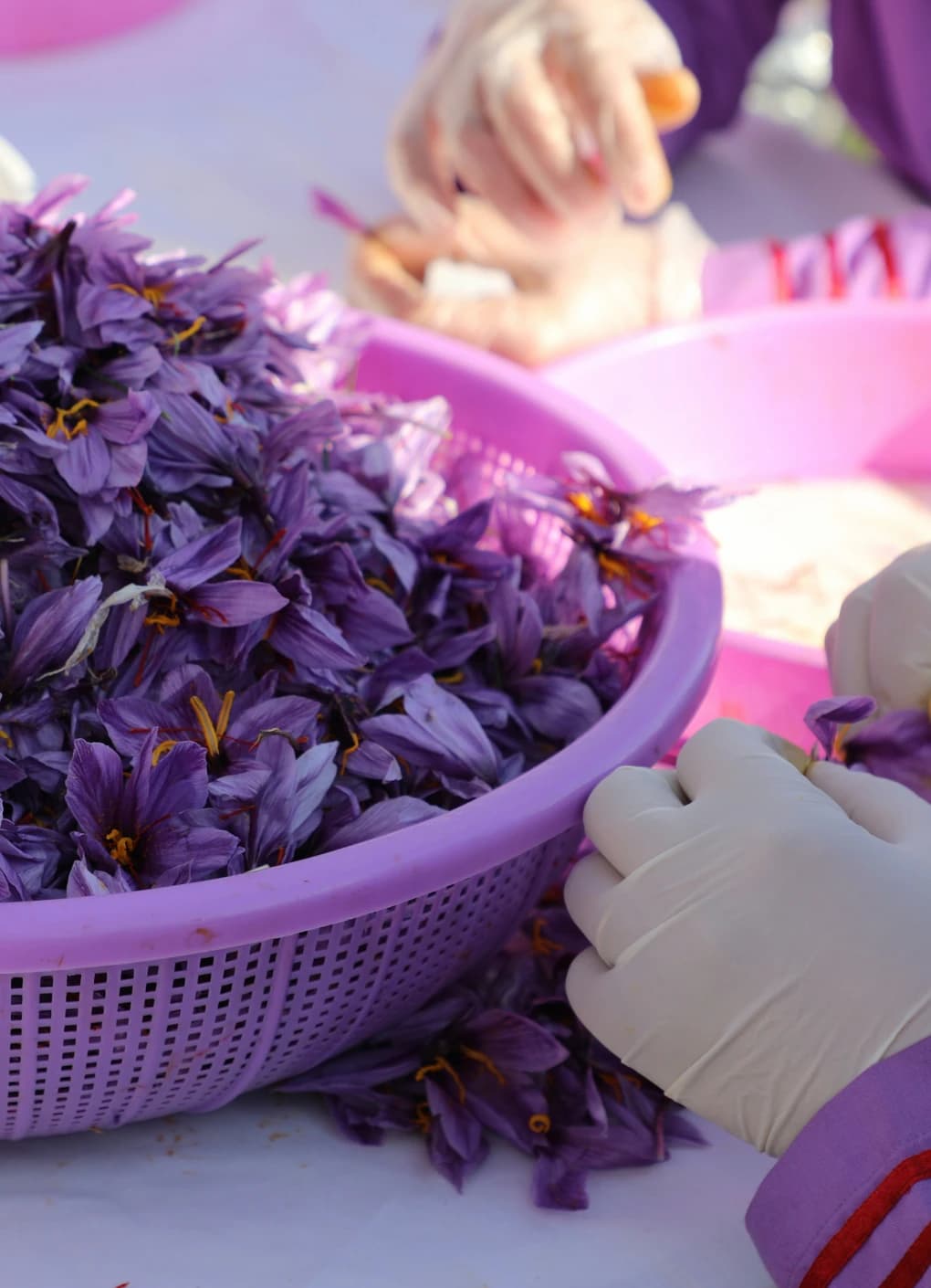 Hands separating saffron threads from flowers
