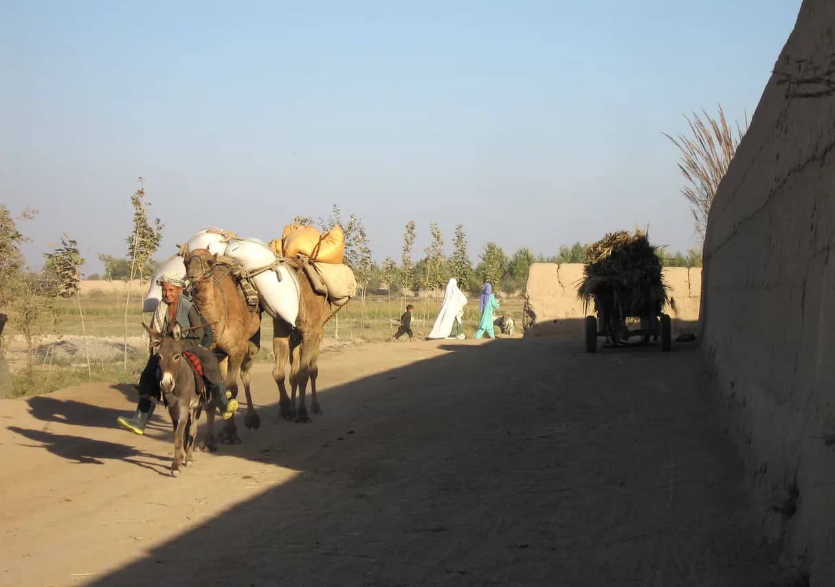 Camels carrying loads along a village road between mud walls in Imam Sahib, Kunduz, 2005