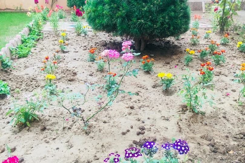 Colourful flowers in an Afghan garden