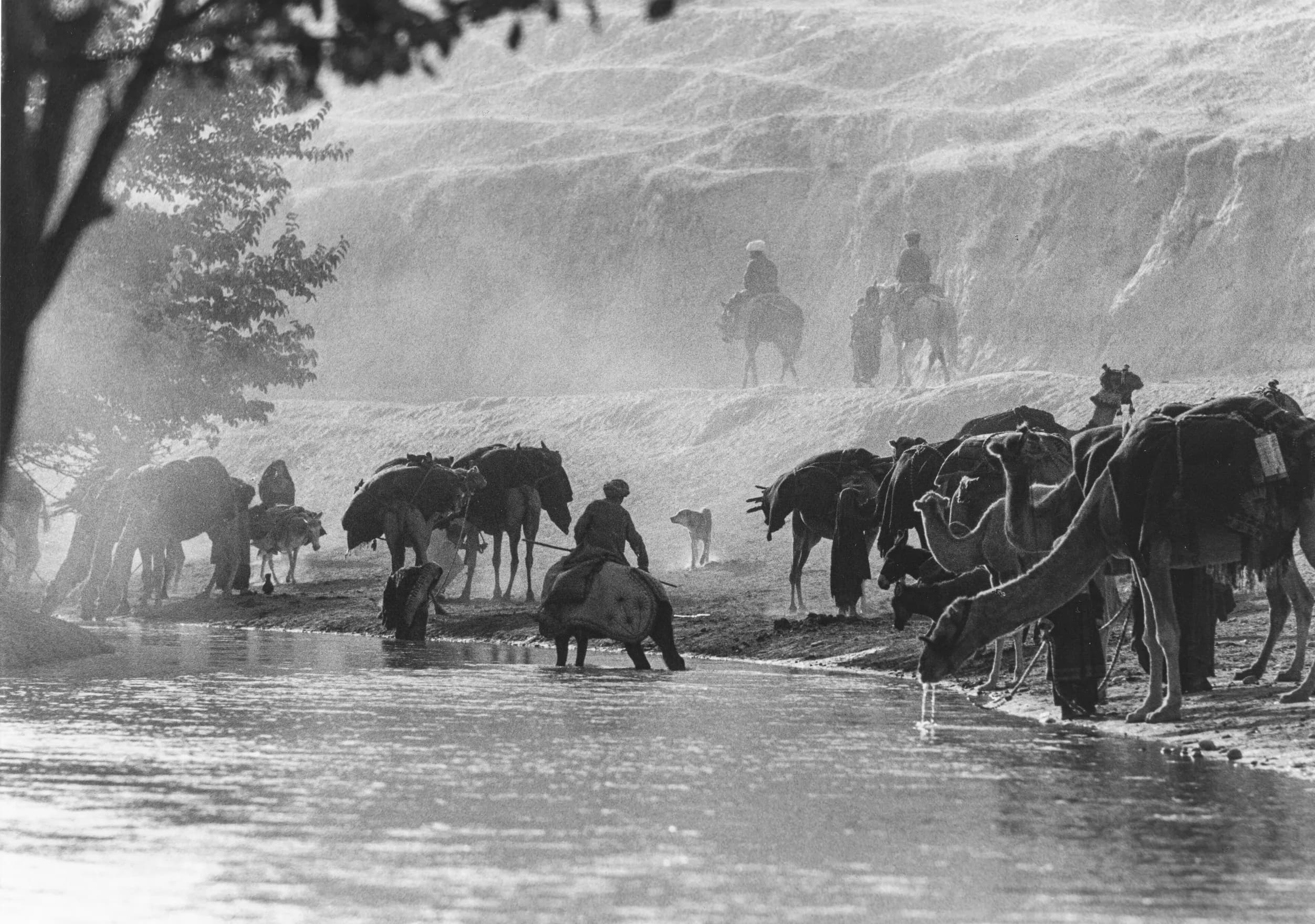A caravan of camels and horses drinking at a river near Khanabad, Kunduz, photographed by Herbert Maeder in 1967