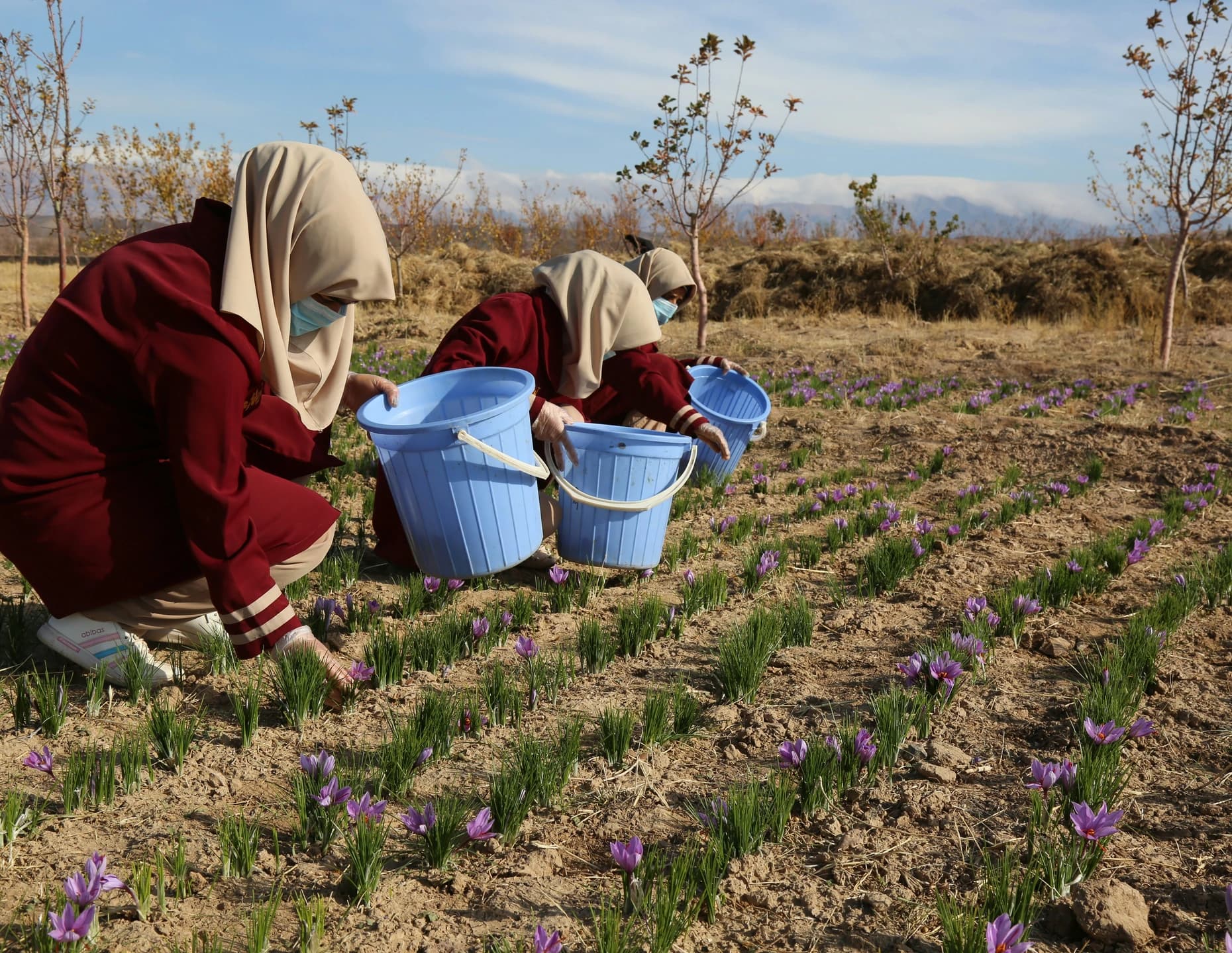 Women gathering saffron flowers in a field in Herat