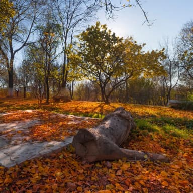 Autumn leaves beneath trees in the Gardens of Babur