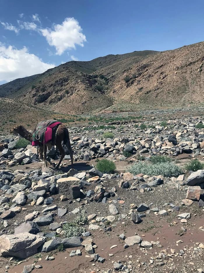 A packhorse on a mountain trail in Adraskan, Herat Province