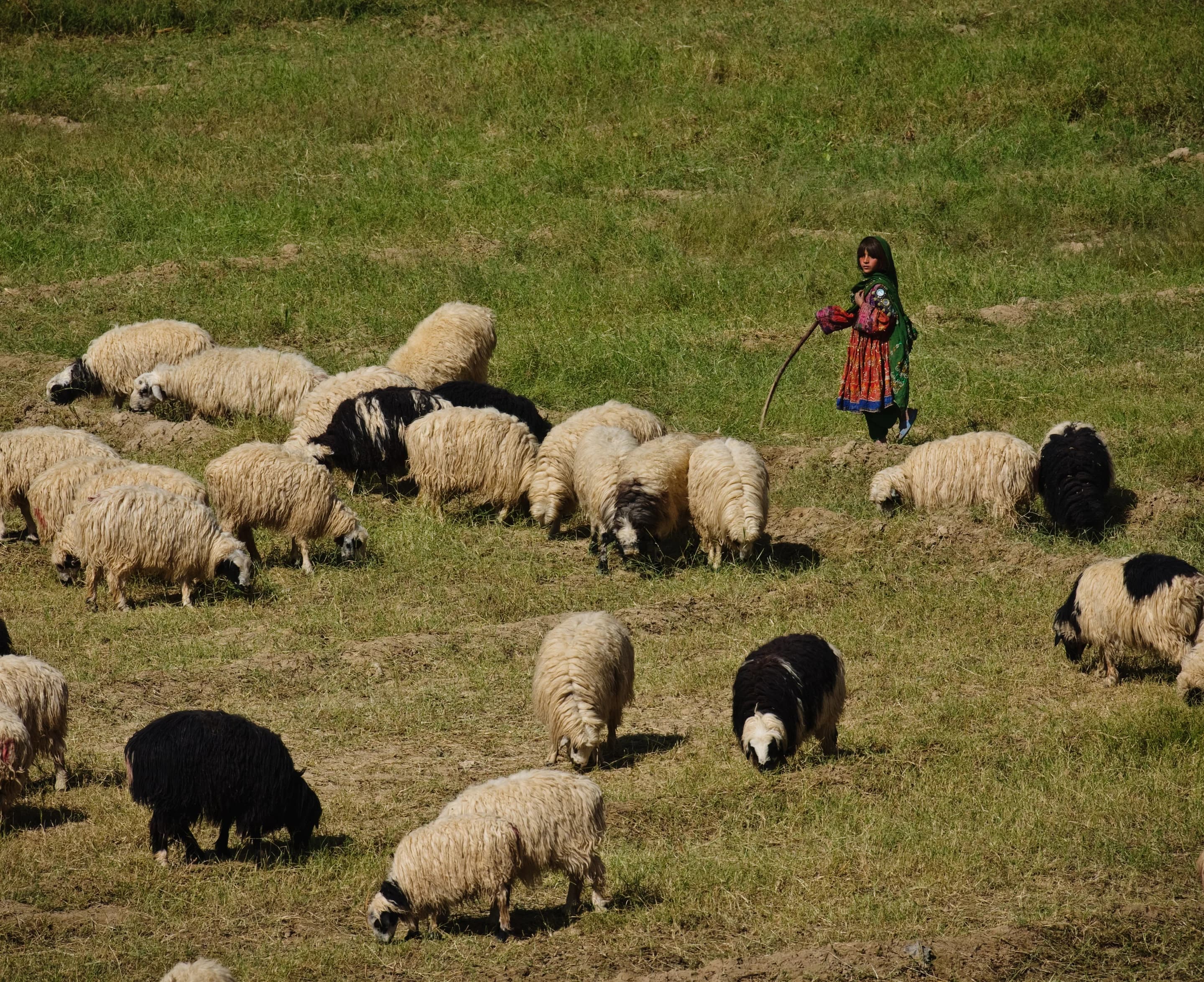 A Kuchi shepherd in traditional dress tending sheep outside Kandahar