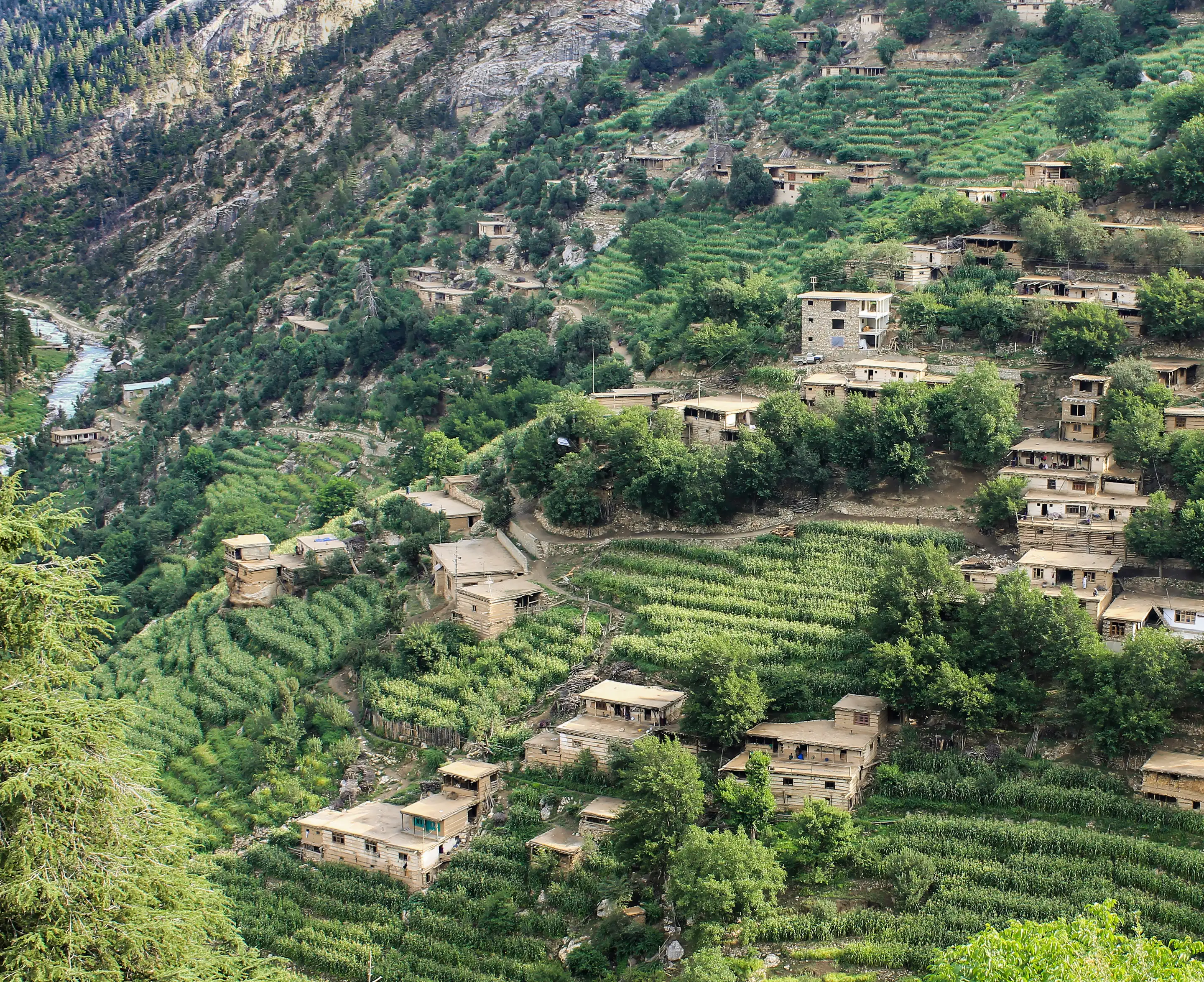 Stone and timber houses among terraced fields on a forested slope in Chitraas village, Wama District, Nuristan, 2013