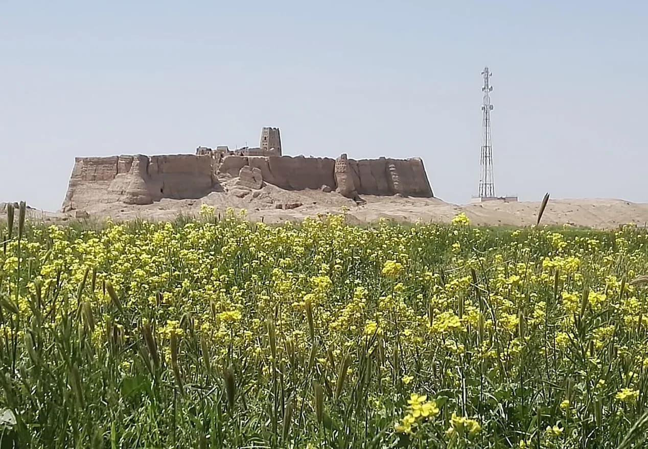 The fort of Ibrahim Khan Sanjrani above yellow-flowering fields in Chakhansur, Nimroz