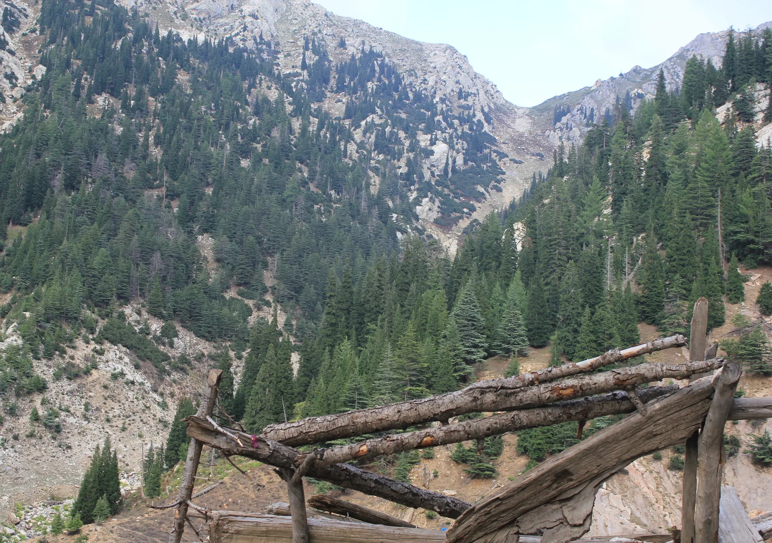 A wooden fence above a forested valley of pine and cedar near Chitraas, Wama District, Nuristan, 2013