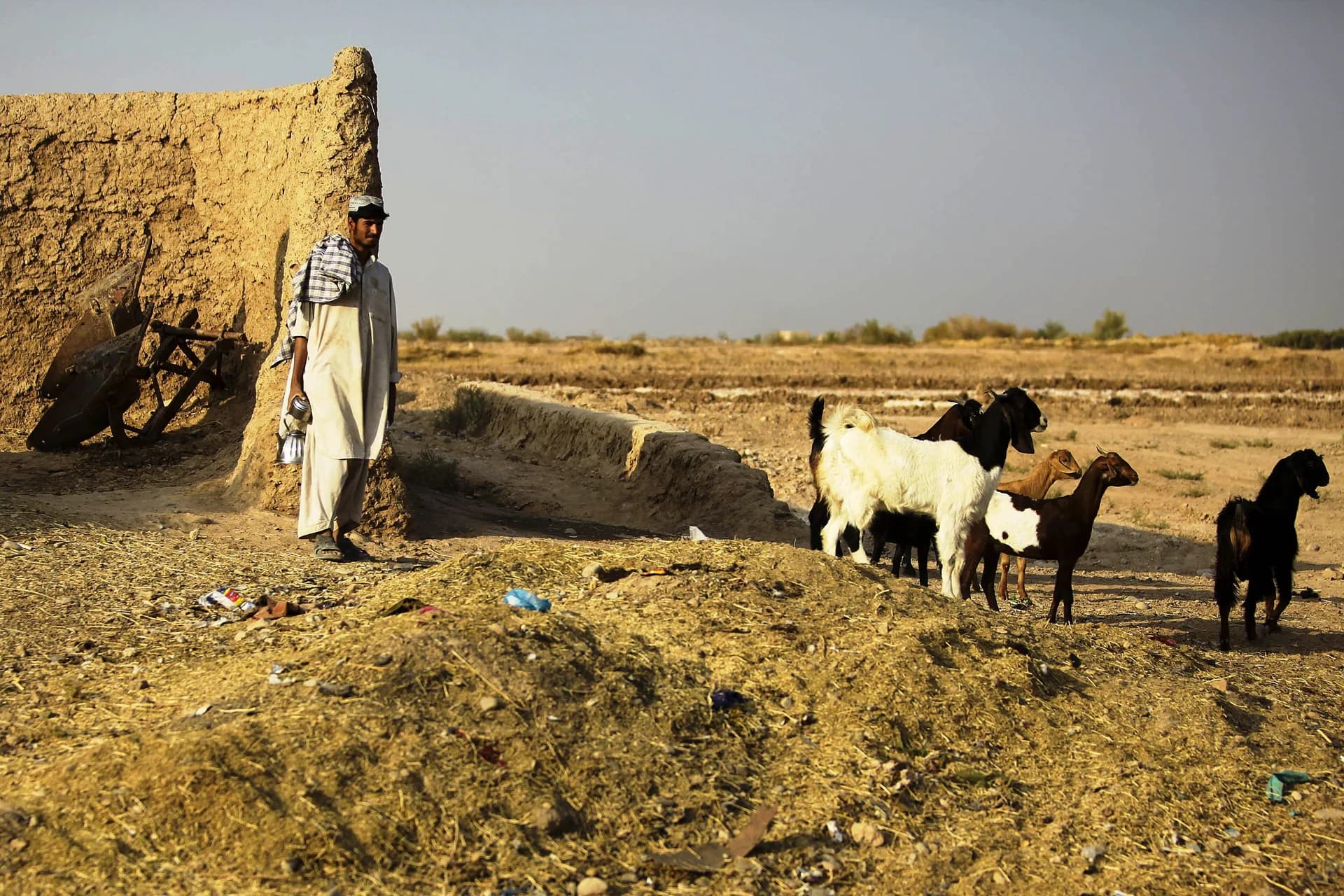 A goatherd and his flock beside mud walls in the open land of Helmand Province