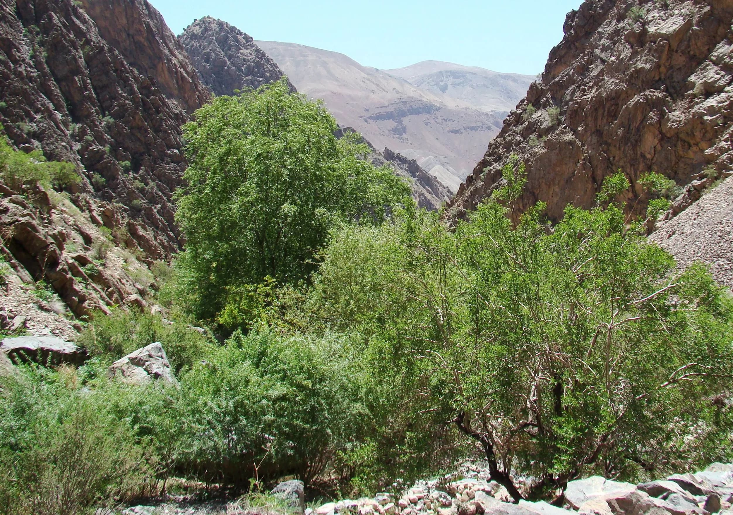 Trees along a stream in a steep rocky valley in Ghor Province, 2008
