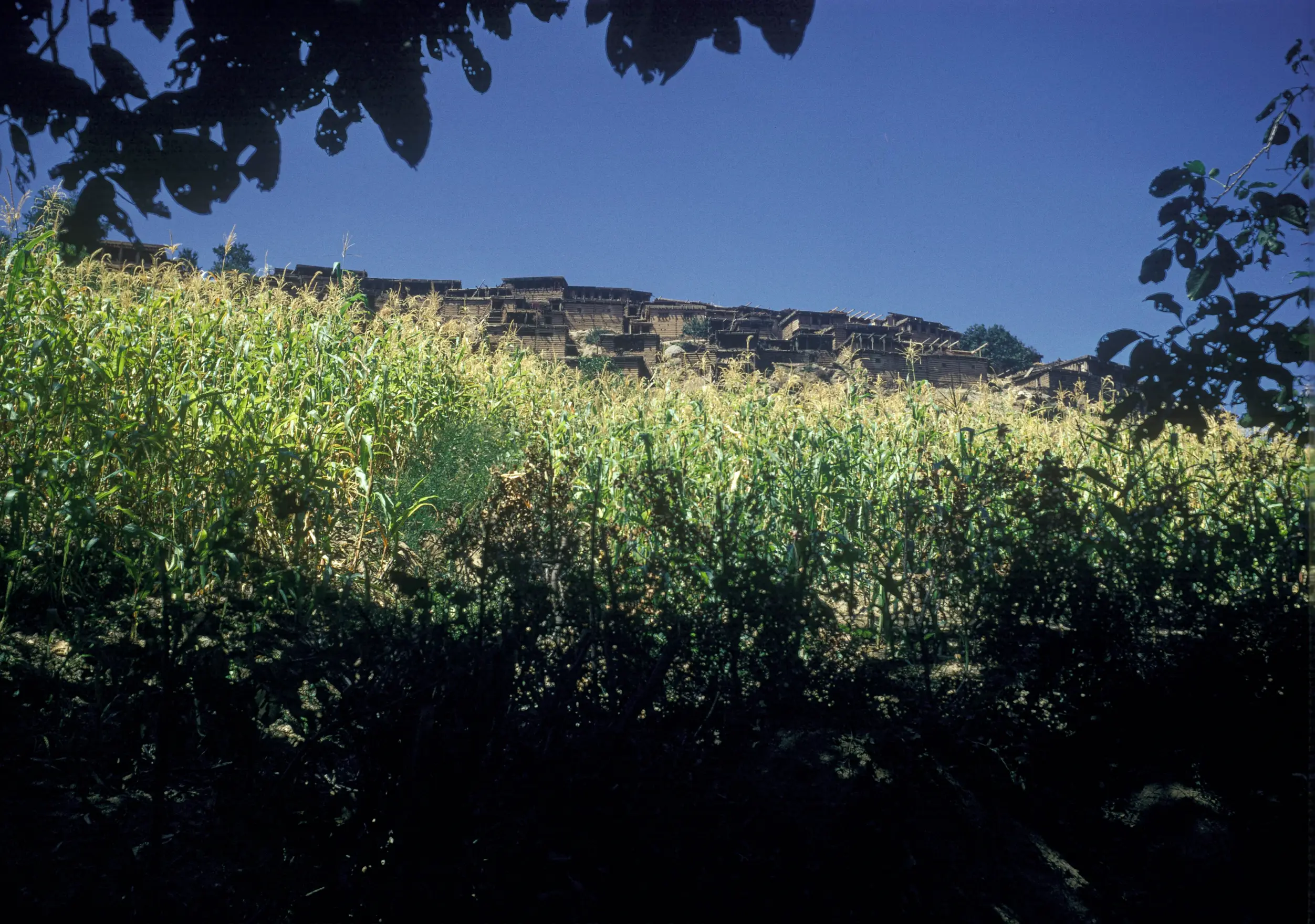 Kamdesh village on its ridge above a field in the Bashgal valley, Nuristan, 1968