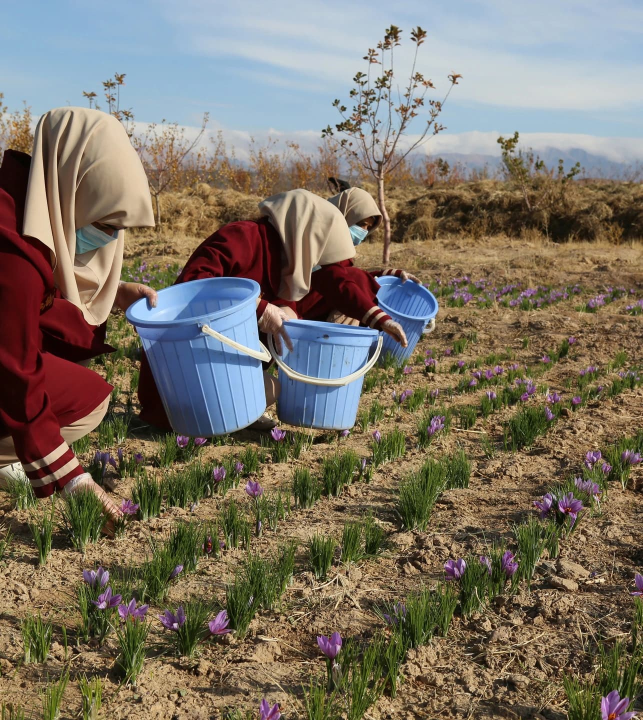 Women harvesting saffron flowers in Herat, Afghanistan