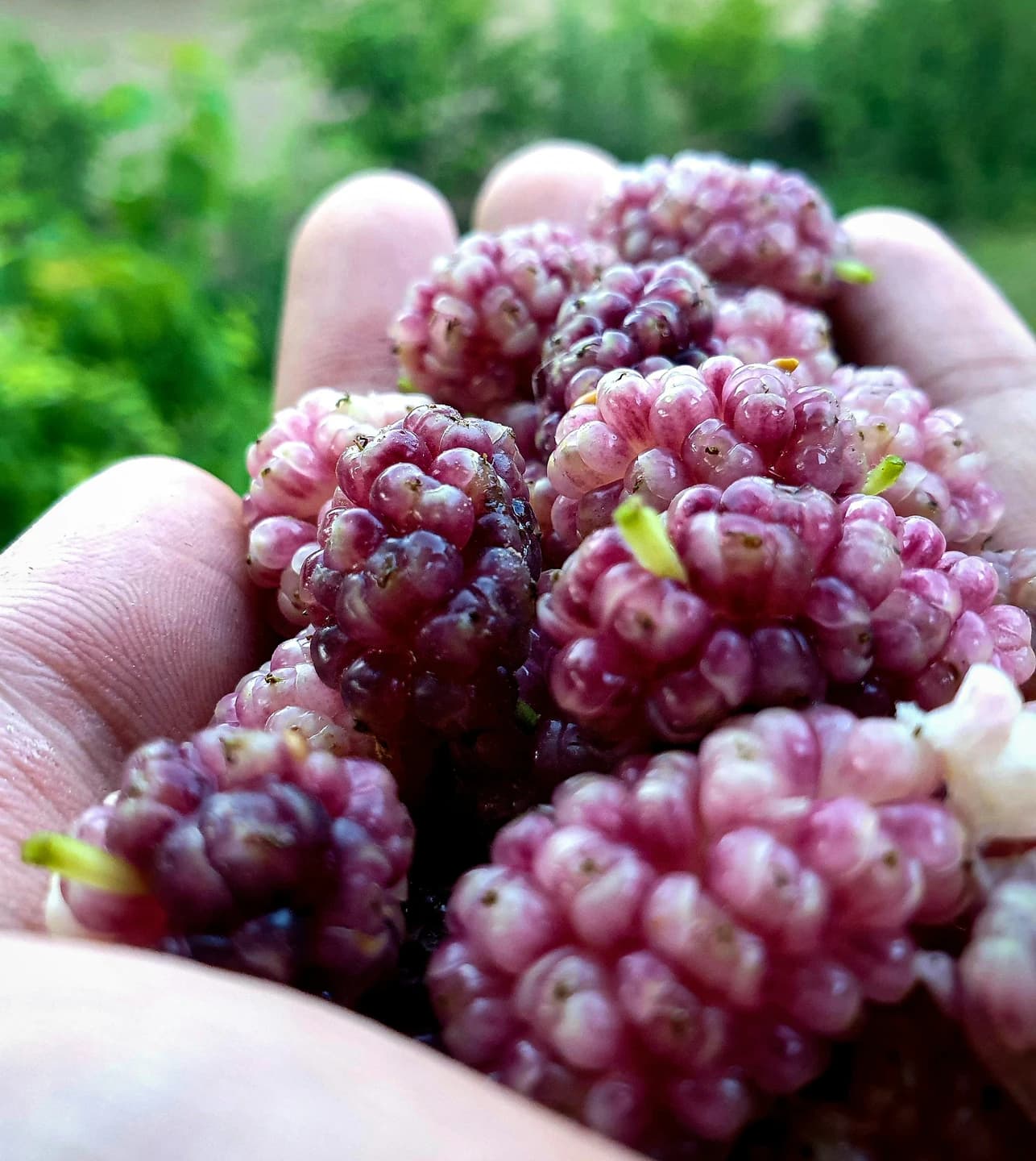 Fresh mulberries gathered in Herat, Afghanistan