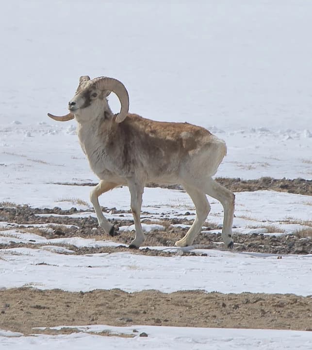 Marco Polo sheep in the Pamirs, photographed near Murghab, Tajikistan